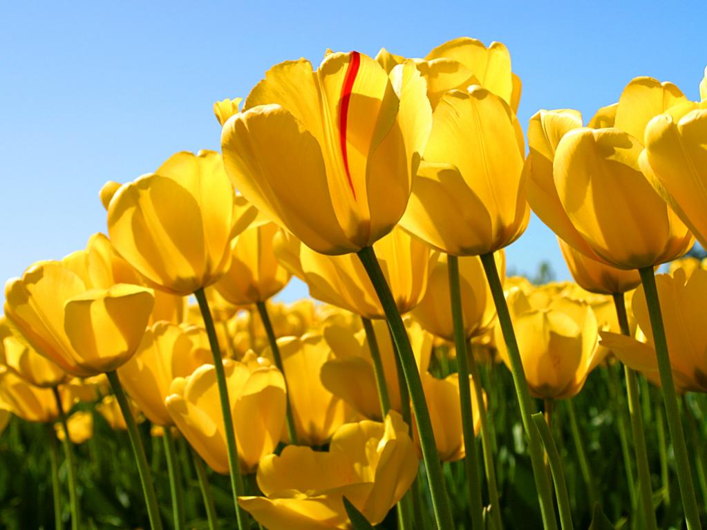Name:  Tulips.jpg
Views: 3
Size:  80.4 KB