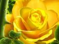 الصورة الرمزية yellow rose